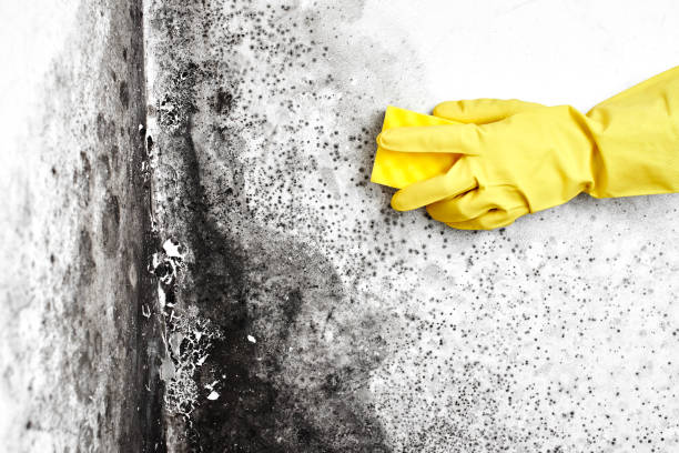 Best Emergency Mold Remediation  in Madison, IL