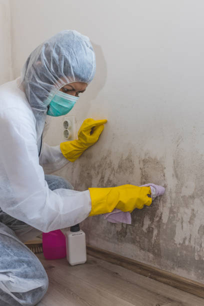 Best Commercial Mold Inspection  in Madison, IL