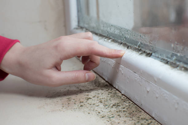 Best Forensic Mold Investigation  in Madison, IL